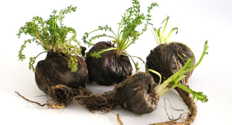 Raíz de maca negra peruana y polvo de maca utilizados como suplemento natural para apoyar la energía y el bienestar durante la menopausia.